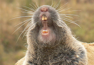 Gopher photo 