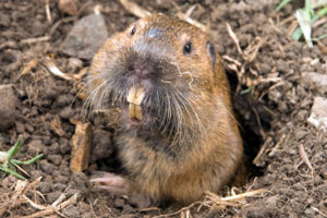 Gopher wallpaper