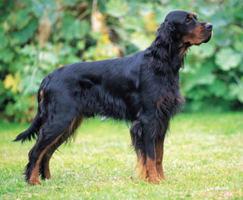 Gordon Setter - Dog Breed