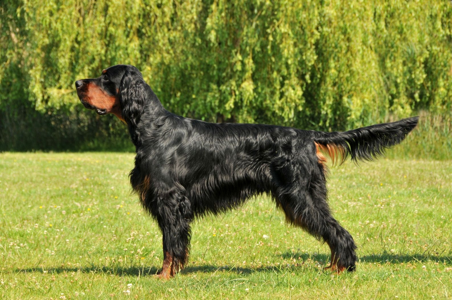 Nice Gordon Setter - Dog Breed