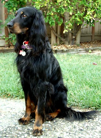 Cool Gordon Setter - Dog Breed