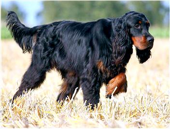 Pretty Gordon Setter - Dog Breed