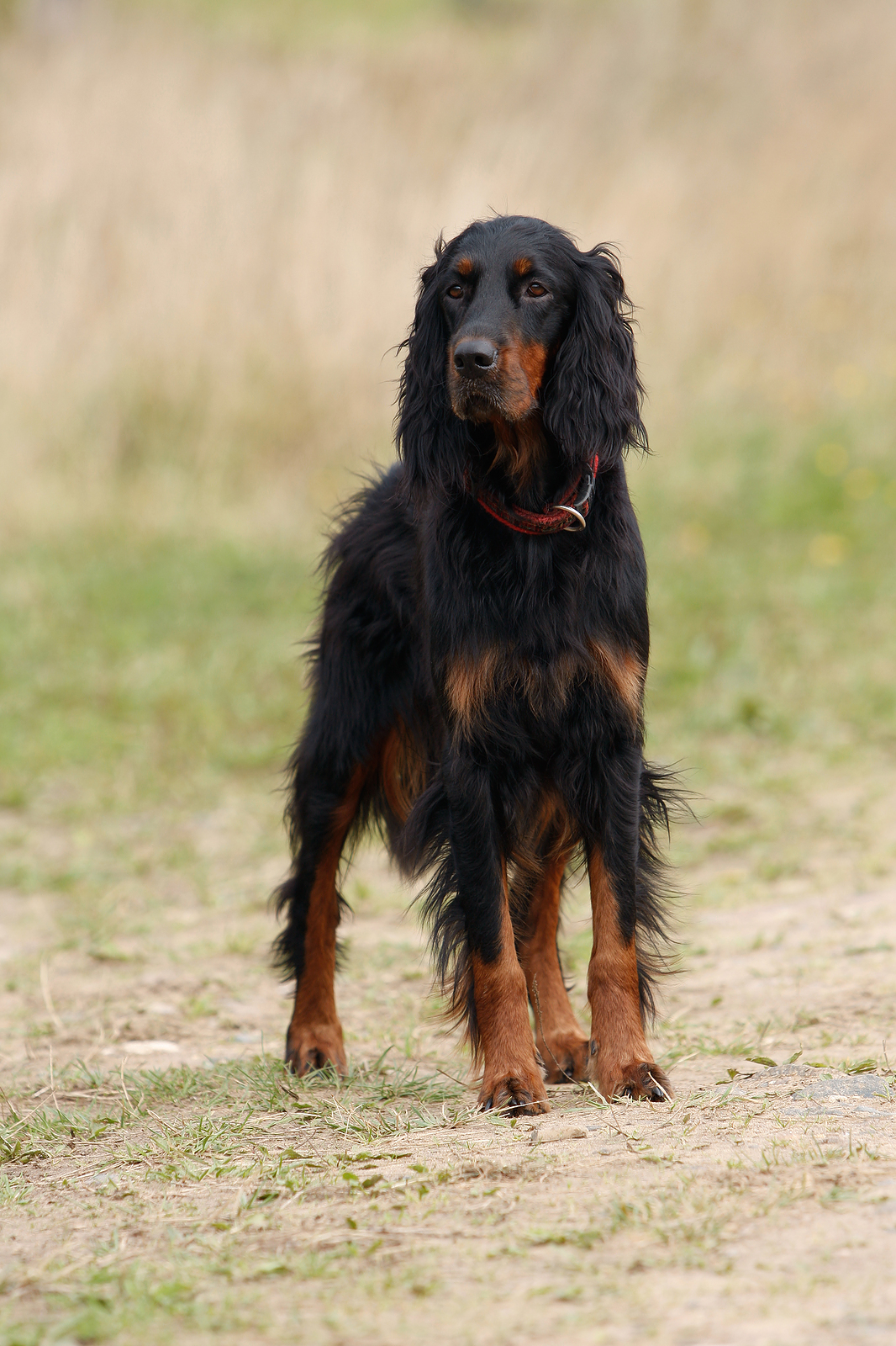 Cute Gordon Setter - Dog Breed