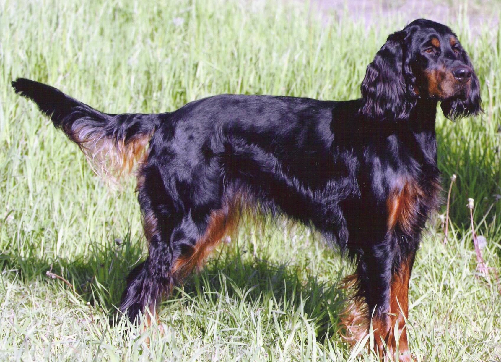 Wallpaper Gordon Setter - Dog Breed