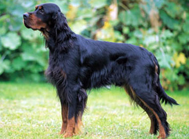Photo Gordon Setter - Dog Breed
