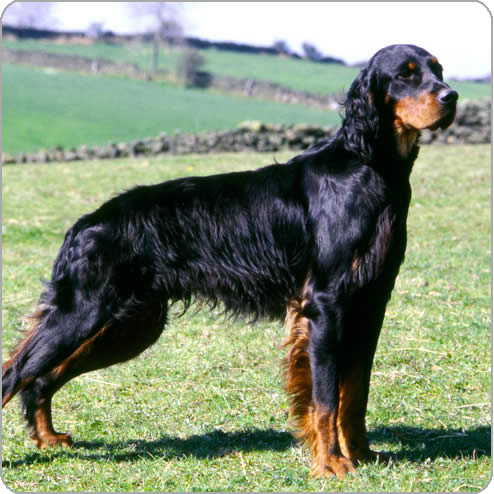 Gordon Setter - Dog Breed photo 