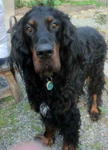 Gordon Setter - Dog Breed wallpaper