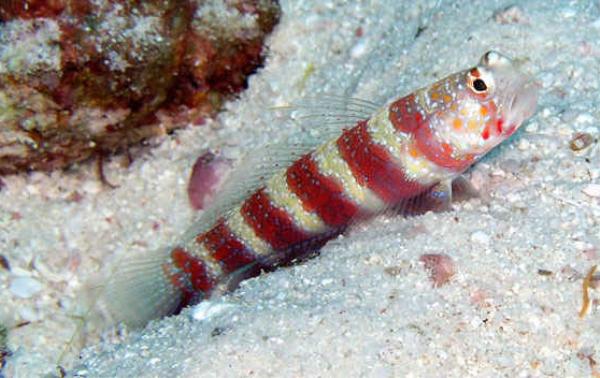 Gorgeous prawn-goby