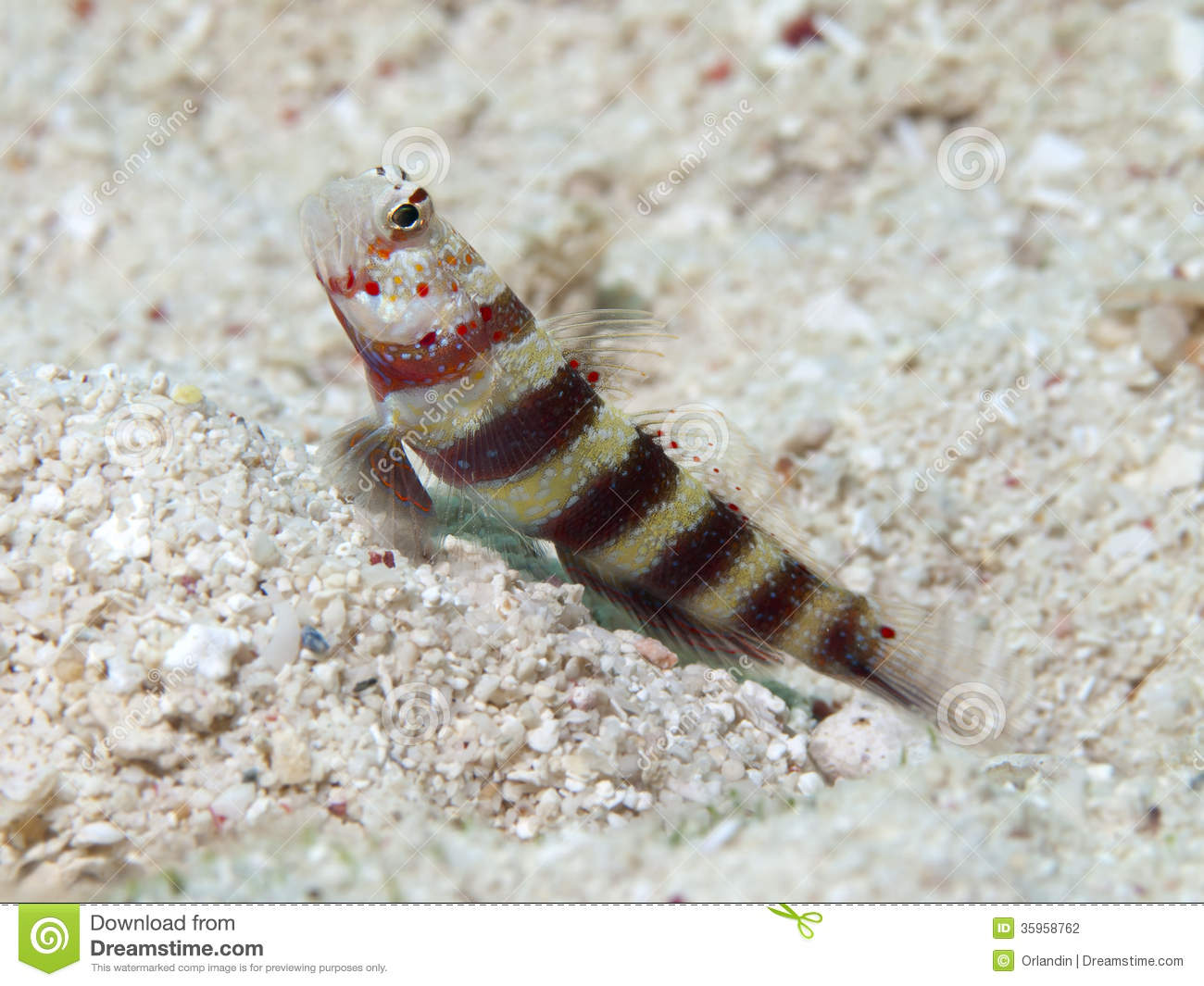 Pretty Gorgeous prawn-goby
