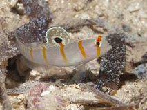 Pretty Gorgeous prawn-goby