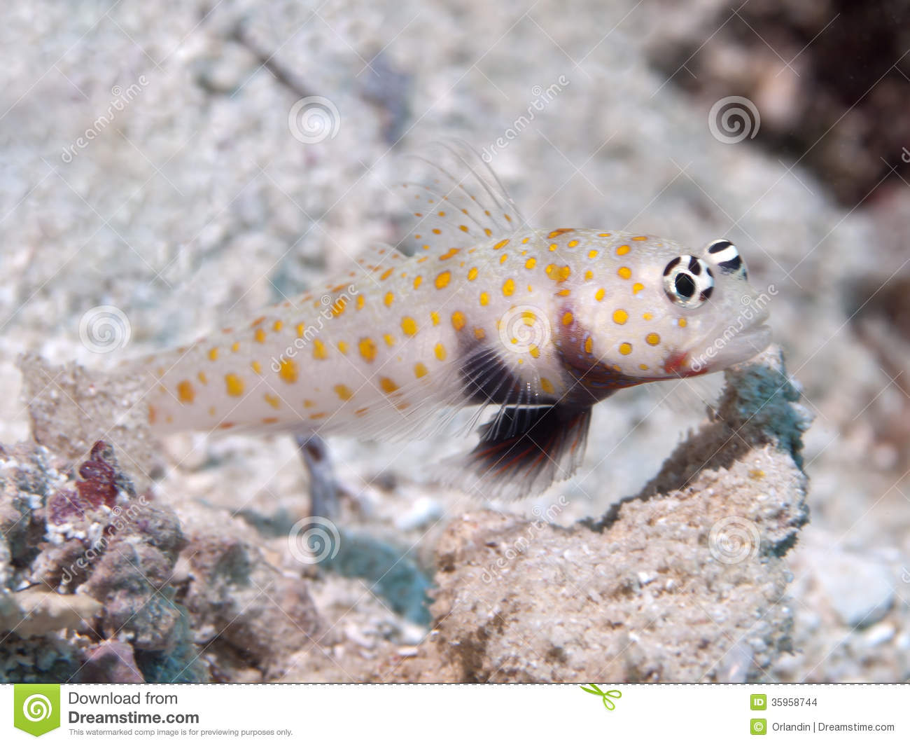 Pretty Gorgeous prawn-goby