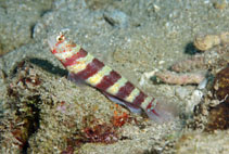 Pretty Gorgeous prawn-goby
