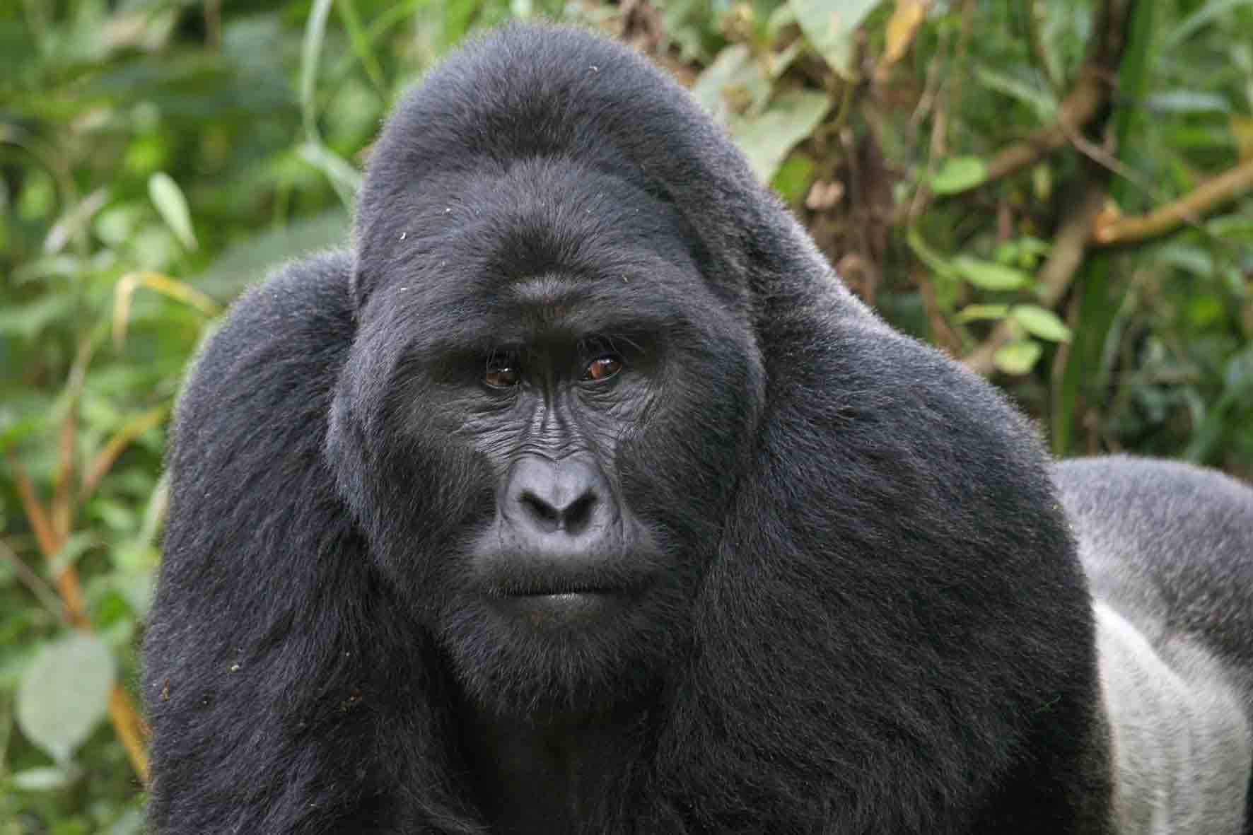 Gorilla