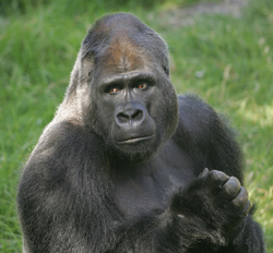 Nice Gorilla