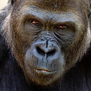 Photo Gorilla