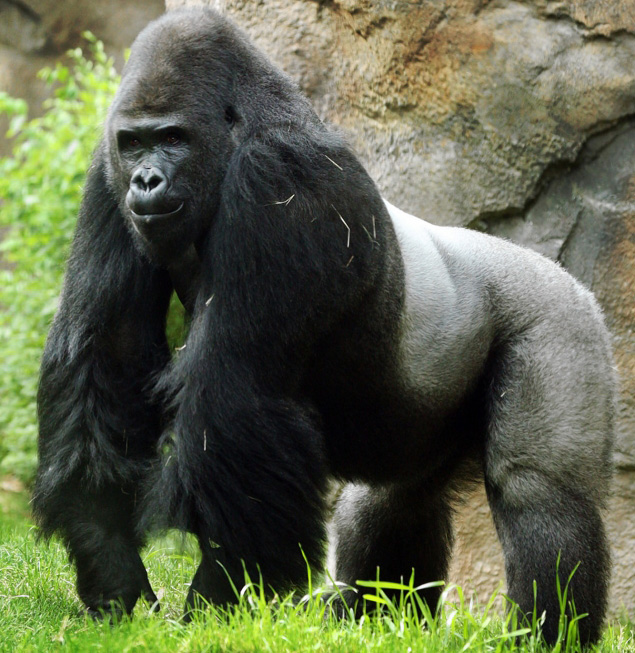 Gorilla photo 