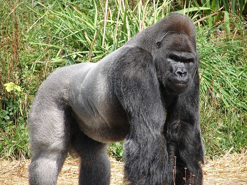 Gorilla wallpaper