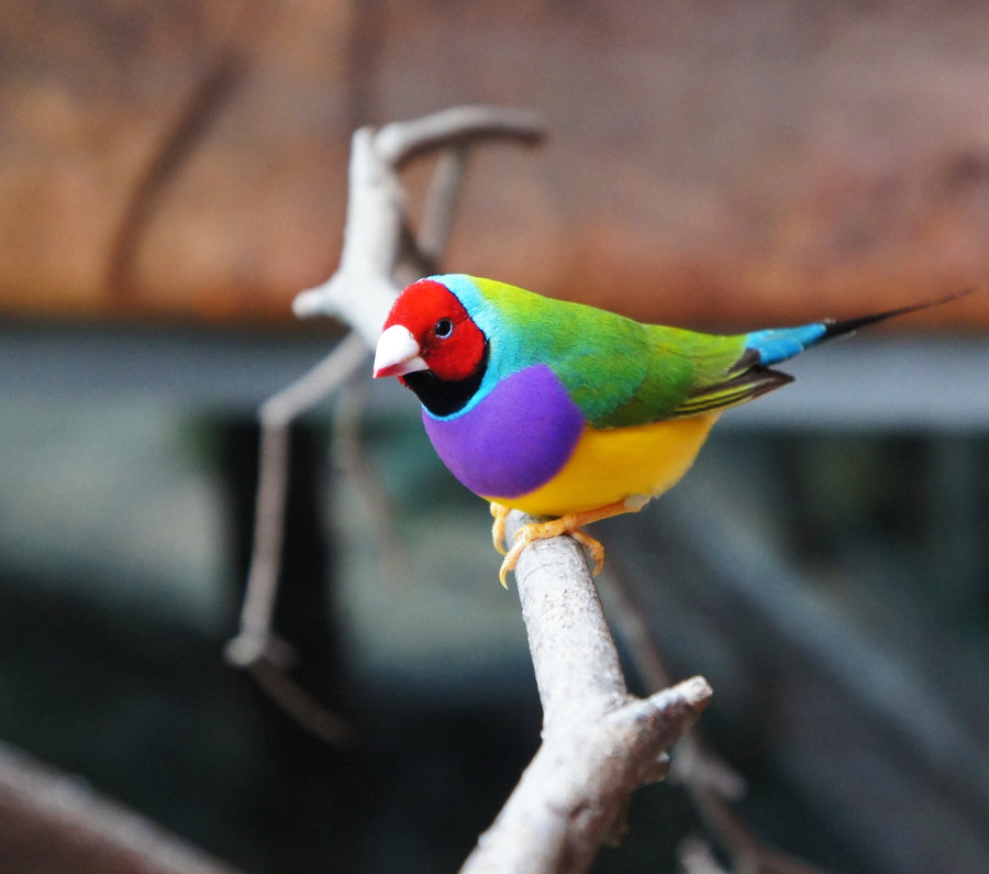 Pretty Gouldian finch