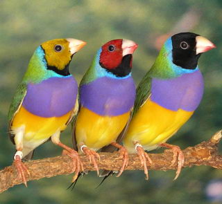 Pretty Gouldian finch