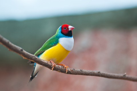 Pretty Gouldian finch