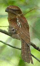 Pretty Gould’s frogmouth