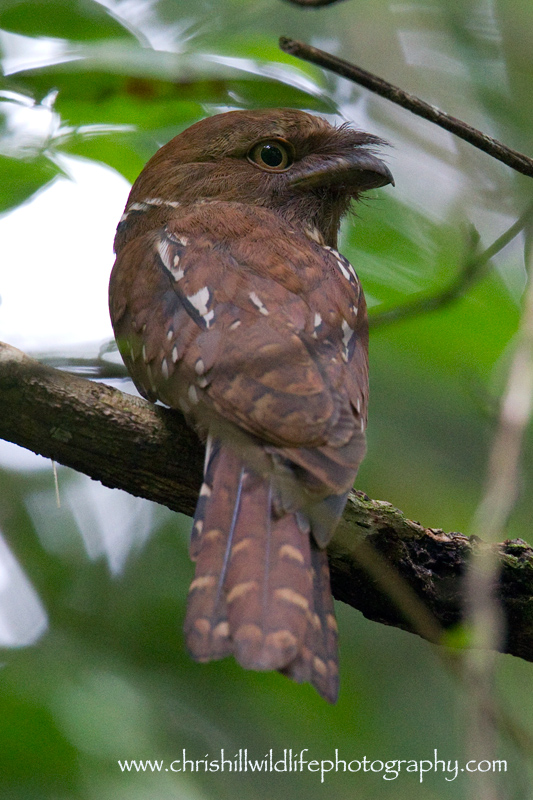 Pretty Gould’s frogmouth