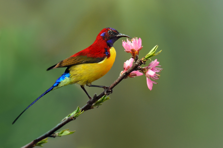 Gould’s sunbird