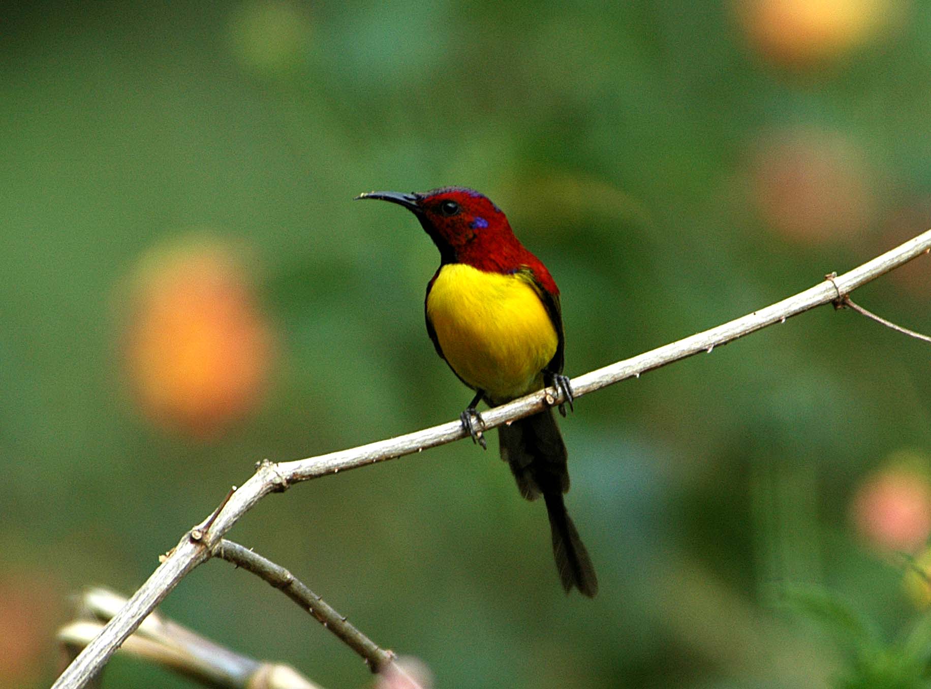 Pretty Gould’s sunbird