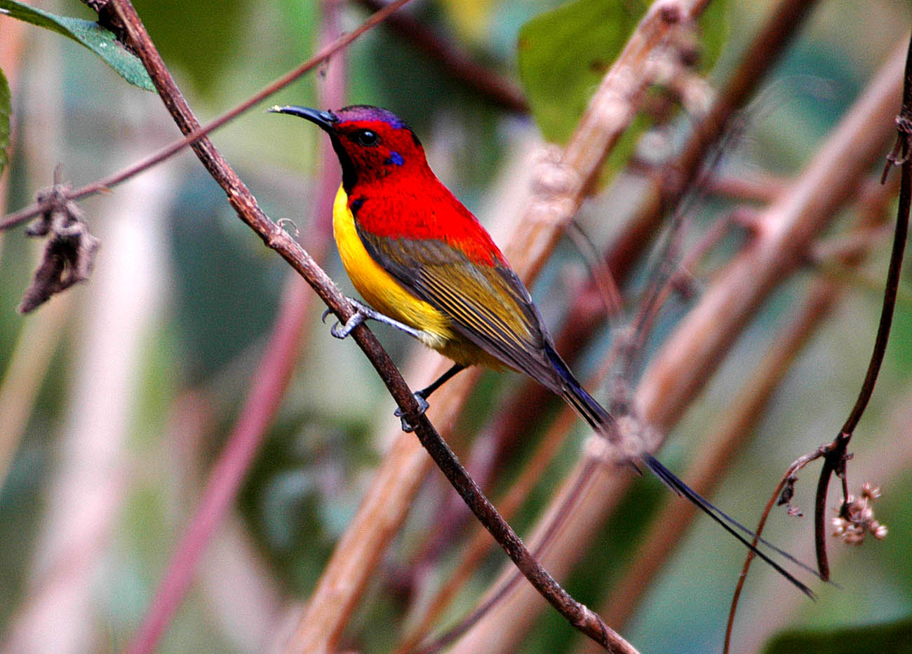 Pretty Gould’s sunbird