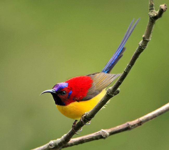 Pretty Gould’s sunbird