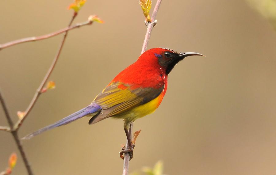 Pretty Gould’s sunbird