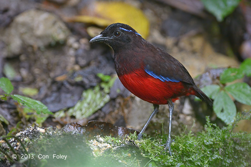 Graceful pitta