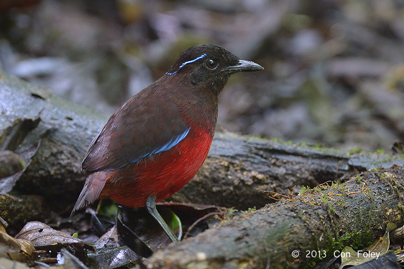 Pretty Graceful pitta