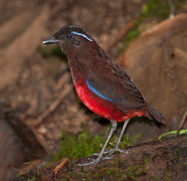 Pretty Graceful pitta