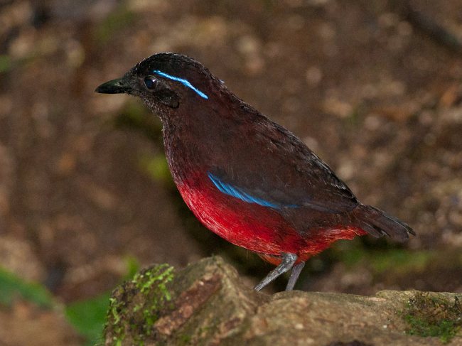Pretty Graceful pitta