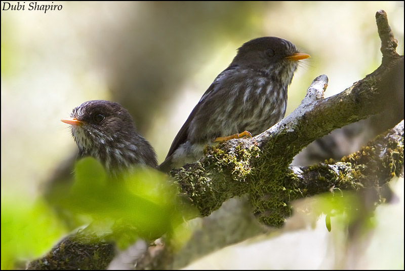 Grand Comoro flycatcher