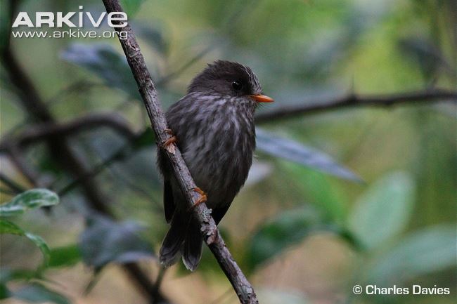 Pretty Grand Comoro flycatcher