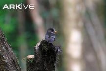 Pretty Grand Comoro flycatcher