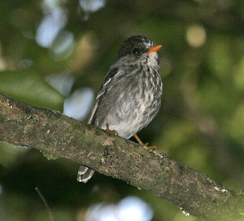 Pretty Grand Comoro flycatcher