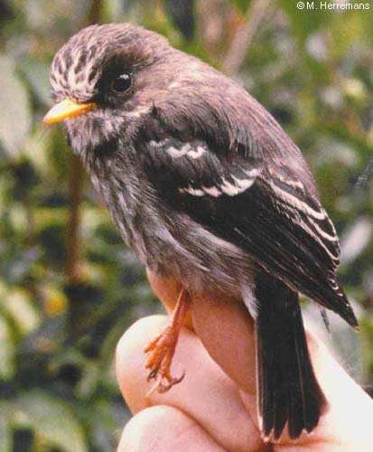 Pretty Grand Comoro flycatcher