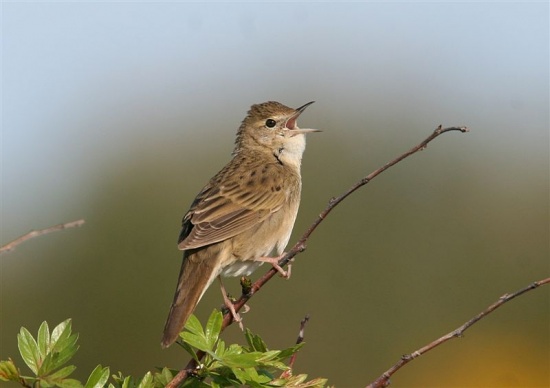 Grasshopper warbler