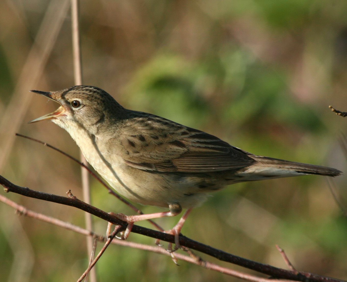 Pretty Grasshopper warbler
