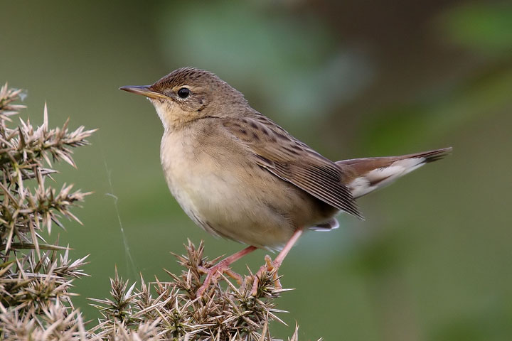 Pretty Grasshopper warbler