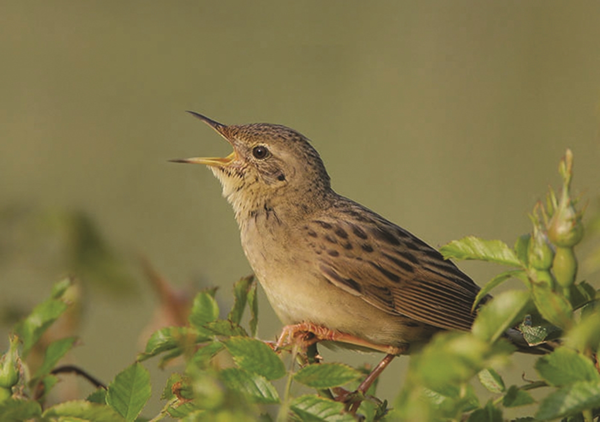 Pretty Grasshopper warbler