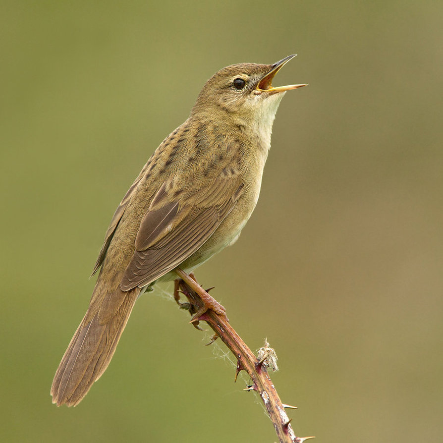 Pretty Grasshopper warbler