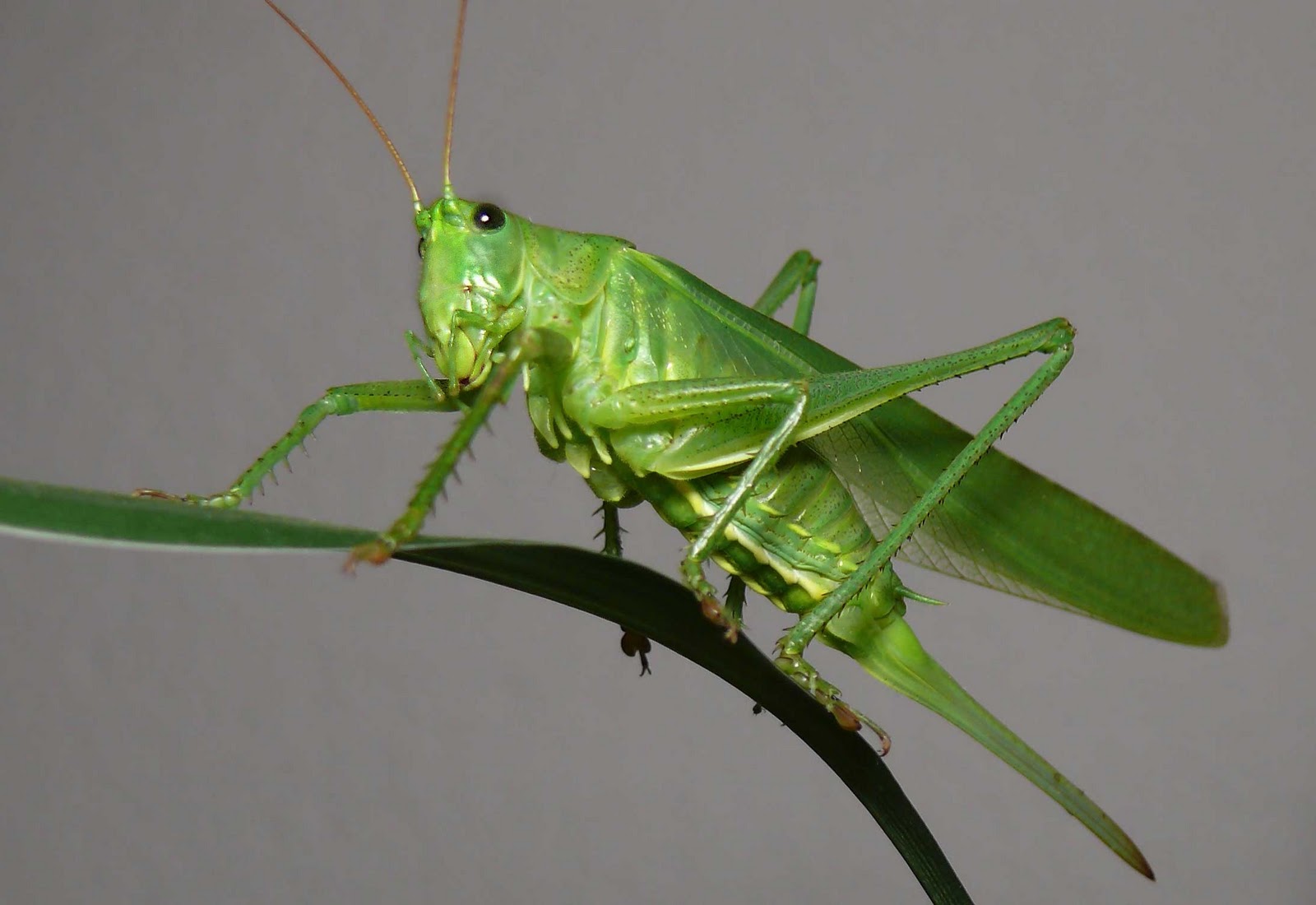 Cool Grasshopper
