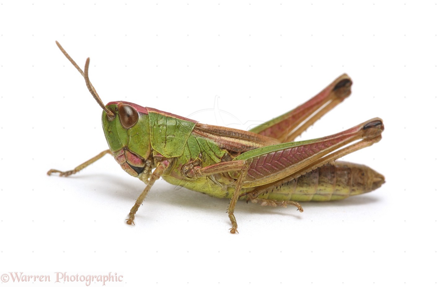 Cute Grasshopper