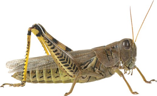 Photo Grasshopper