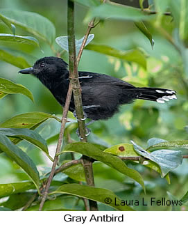 Pretty Gray antbird