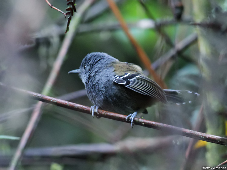 Pretty Gray antbird